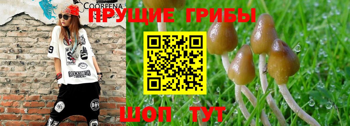 Псилоцибиновые грибы Psilocybe Шарыпово